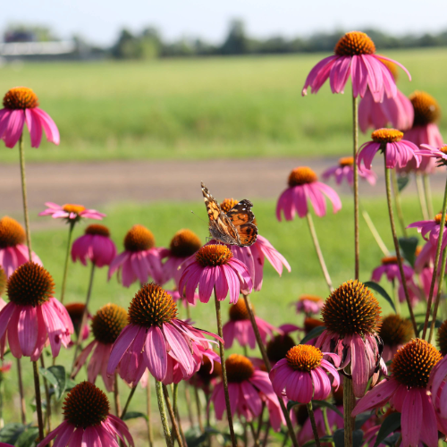 Purple Coneflower